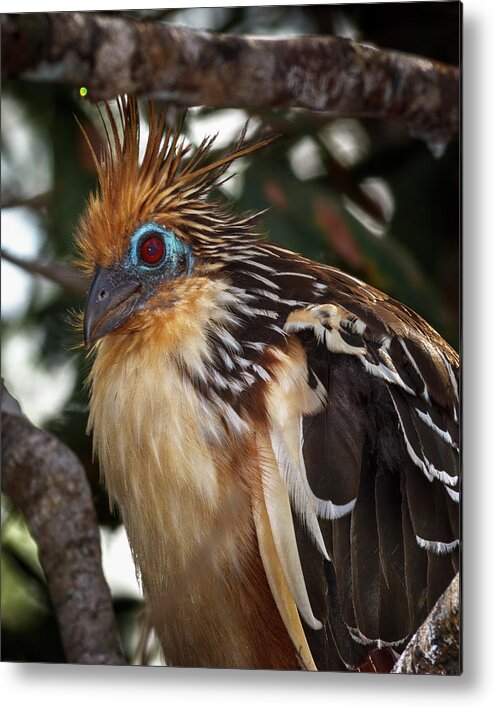 Colombia Metal Print featuring the photograph Hoatzin La Macarena Colombia by Adam Rainoff