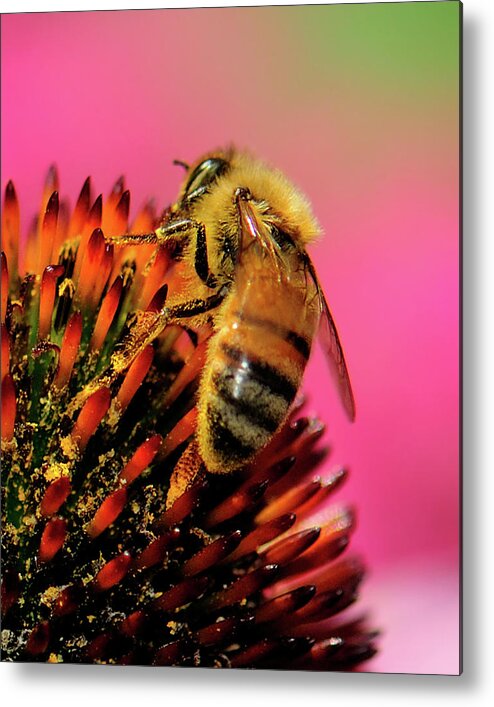 Honey Bee Metal Print featuring the photograph Honeybee by Betty LaRue