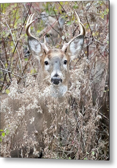 Deer Metal Print featuring the photograph Hunters Dream by Everet Regal