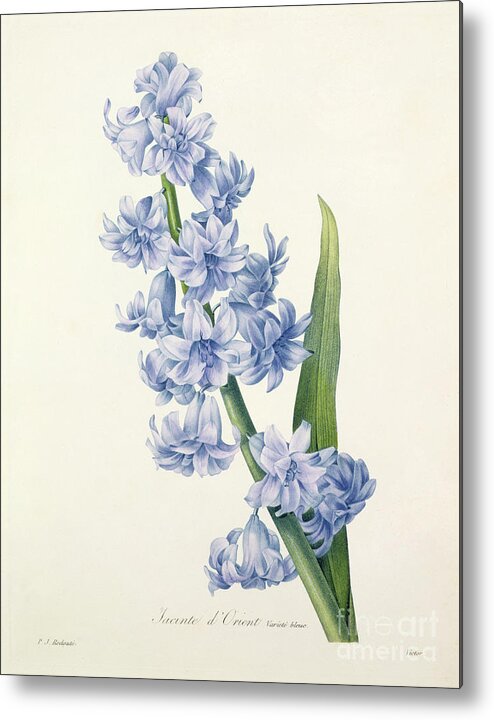 Hyacinthus Metal Print featuring the drawing Hyacinth by Pierre Joseph Redoute