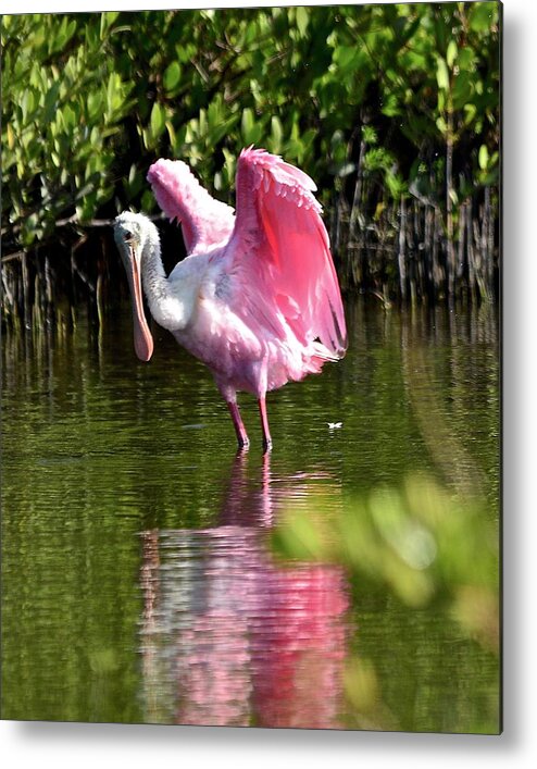 Spoonbill Metal Print featuring the photograph I Believe I Can Fly by Carol Bradley