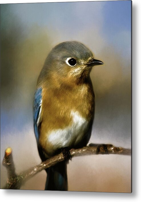Animal Metal Print featuring the photograph I'm a Bluebird by Lana Trussell