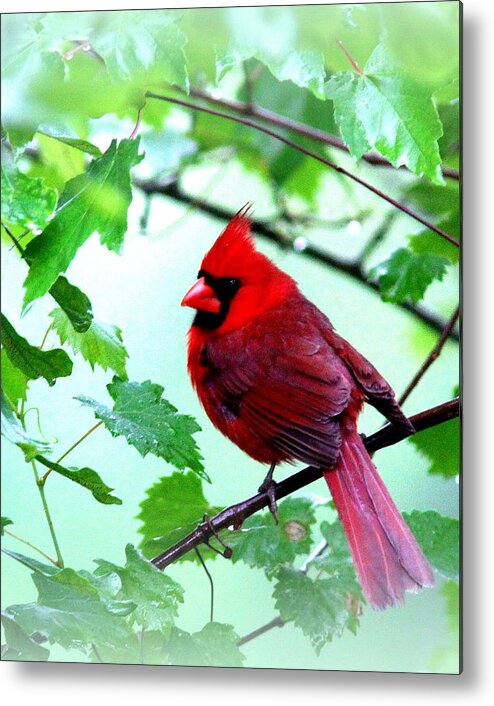 Northern Cardinal Metal Print featuring the photograph IMG_9514 - Northern Cardinal by Travis Truelove