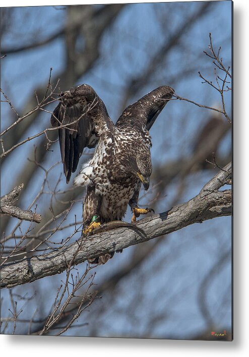 Nature Metal Print featuring the photograph Immature Bald Eagle with a Fish DRB0216 by Gerry Gantt