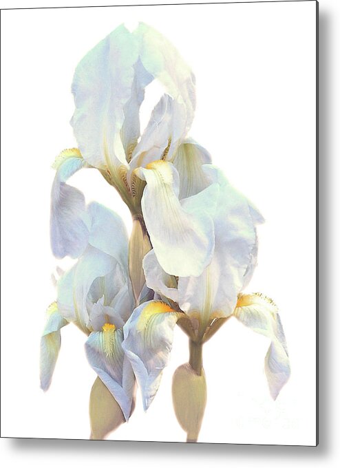 Fine Art Photo Metal Print featuring the photograph Iris on White by Ken Frischkorn