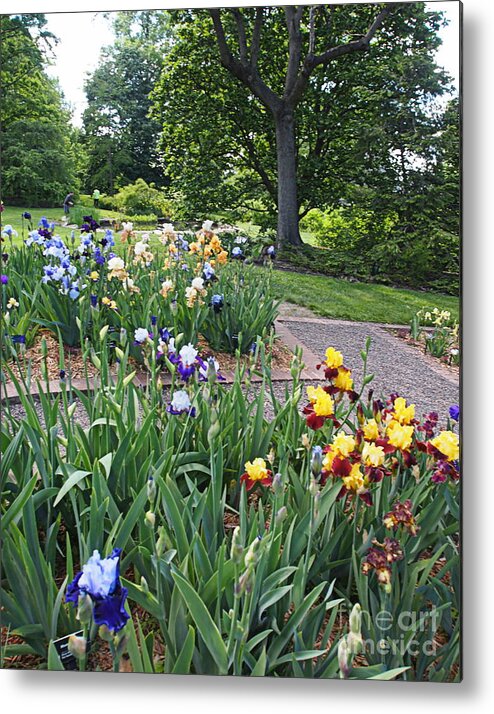 Photography Metal Print featuring the photograph Iris with Trees by Nancy Kane Chapman