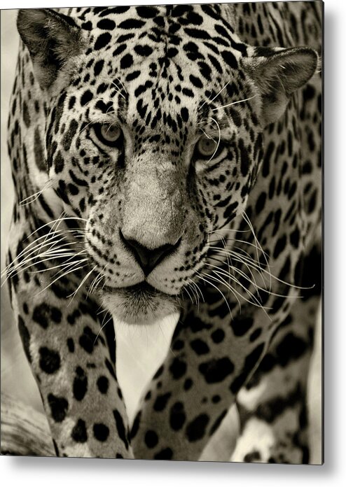 Jaguar Metal Print featuring the photograph Jaguar in Black and White III by Sandy Keeton