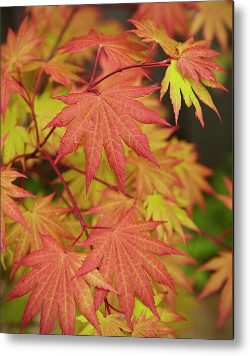 Garden Metal Print featuring the photograph Japanese Maple by Garden Gate