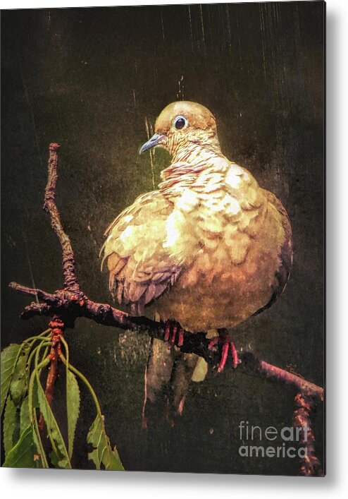 Mourning Dove Metal Print featuring the photograph Just A Little Plump by Tina LeCour