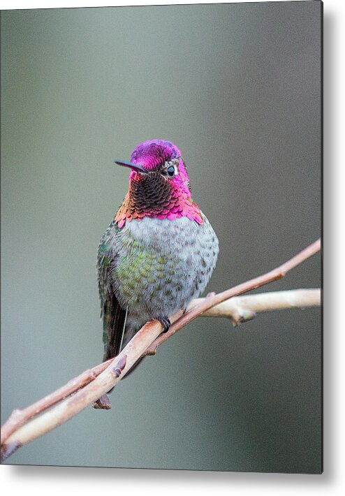 Nature Photography Metal Print featuring the photograph Karisa's Hummingbird.1 by E Faithe Lester