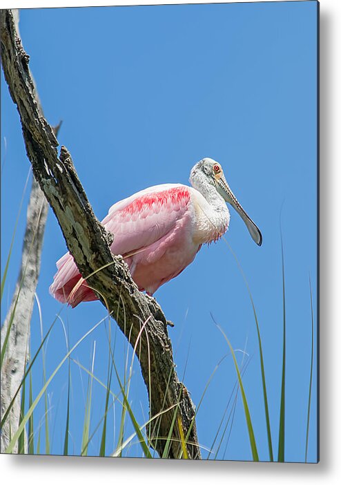 Wildlife Metal Print featuring the photograph King of the Rookery by Kenneth Albin