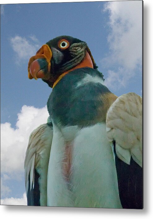 King Vulture Metal Print featuring the photograph King Vulture by Larry Linton