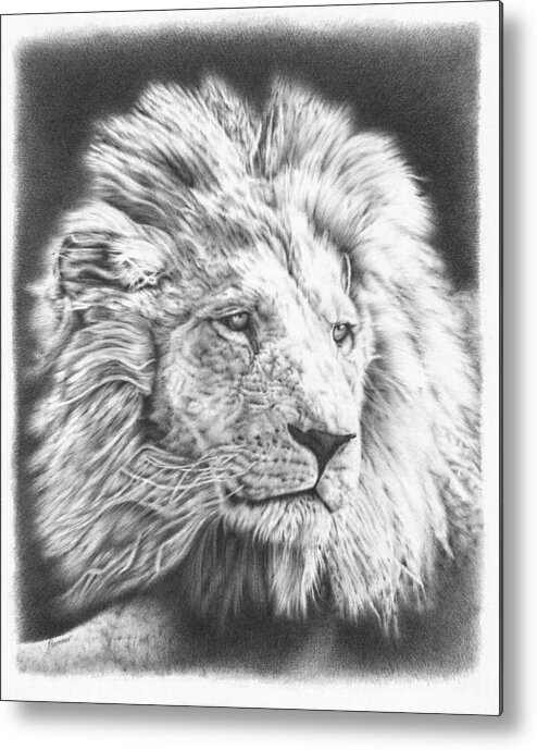 Lion Metal Print featuring the drawing Fluffy Lion by Casey 'Remrov' Vormer