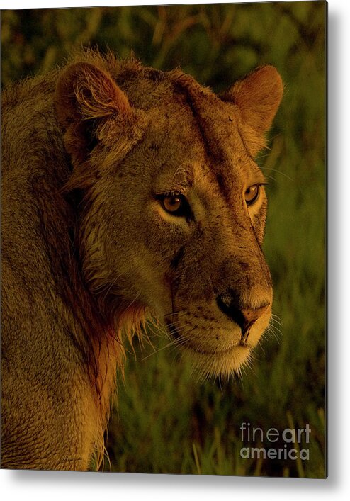 Panthera Leo Metal Print featuring the photograph Lioness-Signed-#6947 by J L Woody Wooden