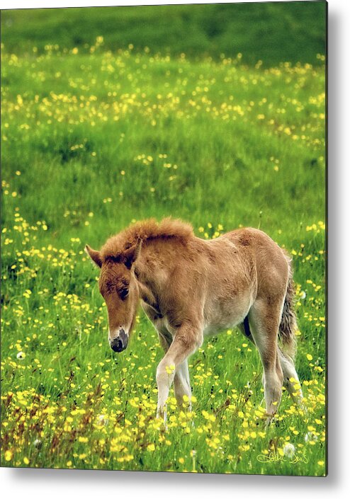 Flatlandsfoto Metal Print featuring the photograph Little One by Joan Davis