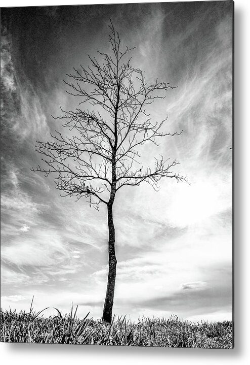 Tree Metal Print featuring the photograph Little Tree by Roseanne Jones