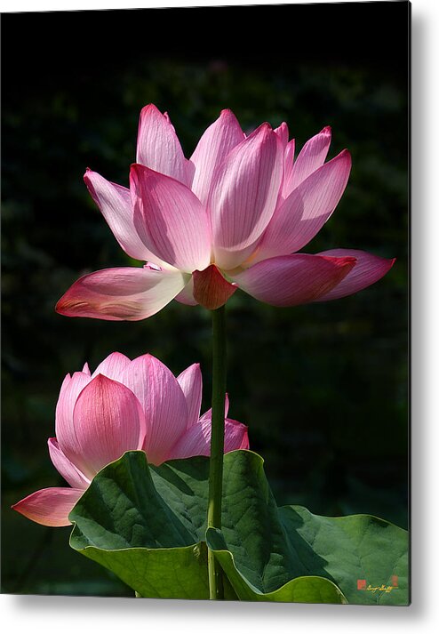 Nature Metal Print featuring the photograph Lotus Beauties--Upstaged DL048 by Gerry Gantt