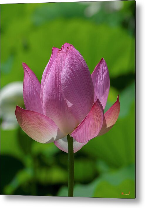 Lotus Metal Print featuring the photograph Lotus Bud--Opening Up ii DL0091 by Gerry Gantt