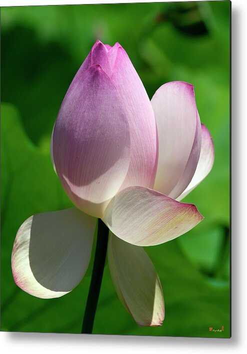 Lotus Metal Print featuring the photograph Lotus Bud--Showing a Blush of Pink ii DL0092 by Gerry Gantt