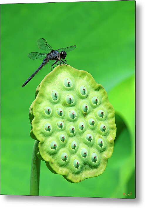 Lotus Metal Print featuring the photograph Lotus Capsule and Slaty Skimmer Dragonfly DL0106 by Gerry Gantt
