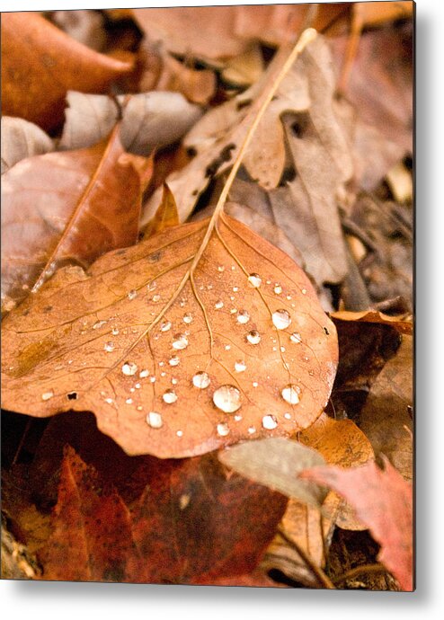 Surface Metal Print featuring the photograph Magic of Surface Tension by Douglas Barnett