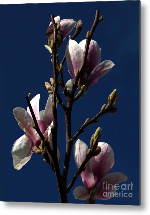 Flora Metal Print featuring the photograph Magnolia Tree by Stephen Melia