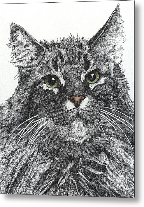 Maine Coon Metal Print featuring the drawing Maine Coon by Jennefer Chaudhry