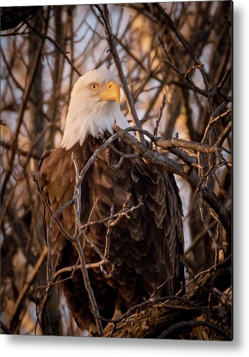 Eagle Metal Print featuring the photograph Majestic by Allin Sorenson