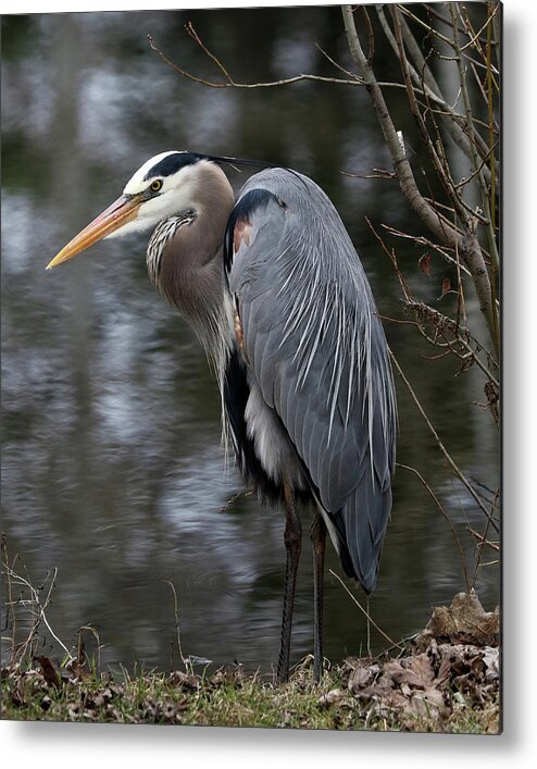 Great Blue Heron Metal Print featuring the photograph Majestic Great Blue Heron by Doris Potter