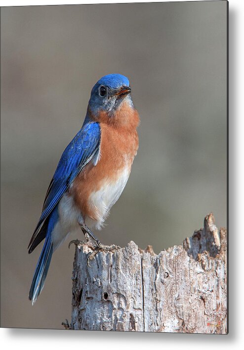 Nature Metal Print featuring the photograph Male Eastern Bluebird Singing DSB0288 by Gerry Gantt