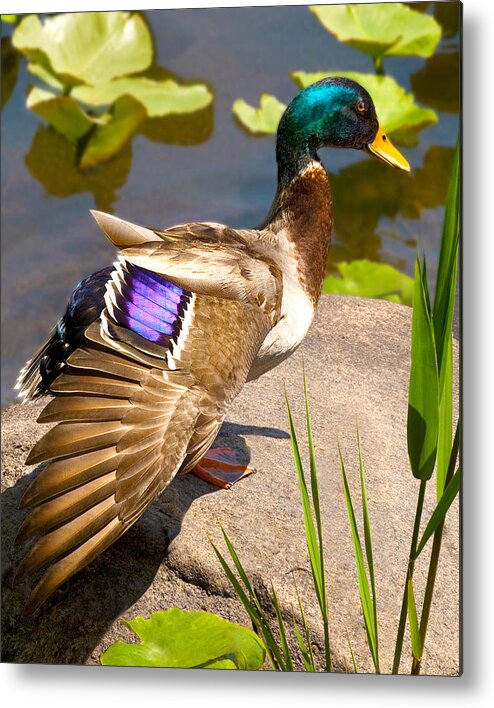 Mallard Duck In The Sun At Rockland Lake New York Nature Fine Art Photography Print Wall Metal Print featuring the photograph Mallard Duck on Rock by Jerry Cowart