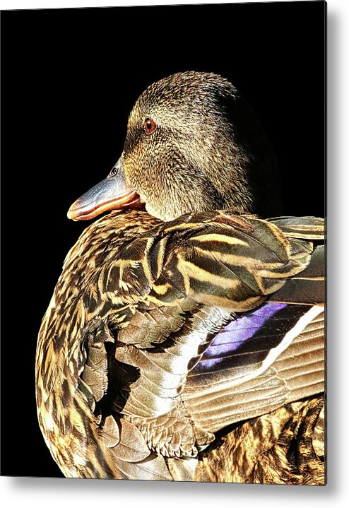 Duck Metal Print featuring the photograph Mallard Duck Portrait by Abram House