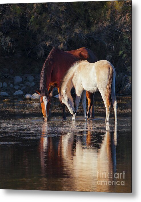 Salt River Wild Horse Horses Metal Print featuring the photograph Mare And Colt Reflection by Jerry Cowart
