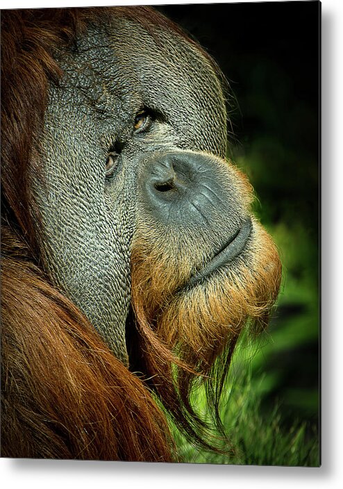 Animal Metal Print featuring the photograph Melancholy by Bruce Bonnett