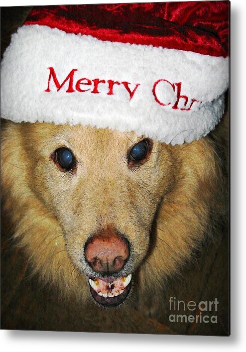 Dog Metal Print featuring the photograph Merry Christmas by Sarah Loft