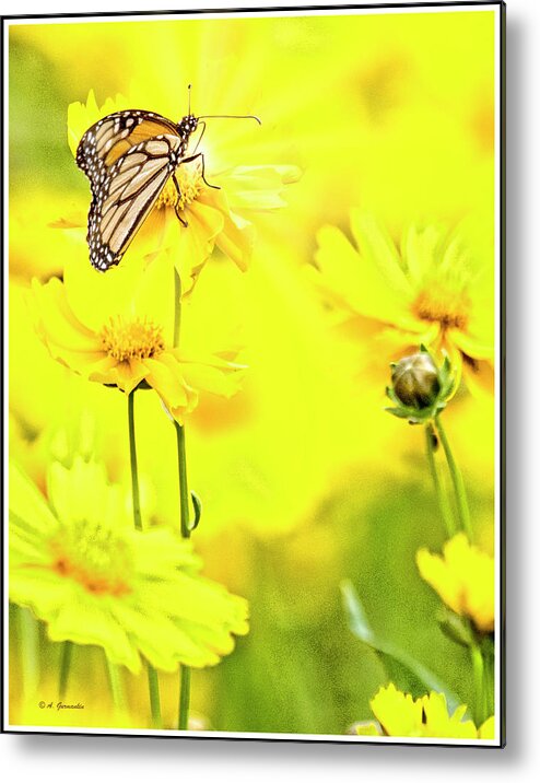 Monarch Butterfly Metal Print featuring the digital art Monarch Butterfly on Tickseed Flowers by A Macarthur Gurmankin