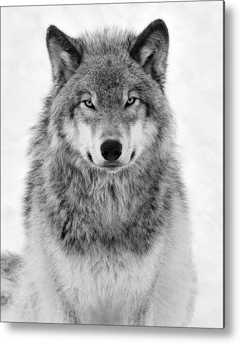 #faatoppicks Metal Print featuring the photograph Monotone Timber Wolf by Tony Beck