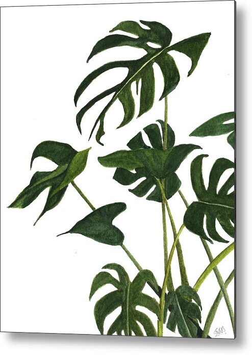 Watercolor Metal Print featuring the painting Monstera bunch by Garima Srivastava