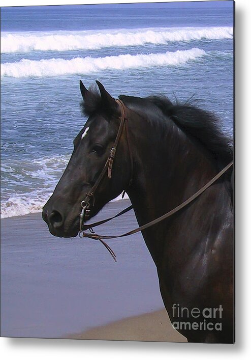 Horses Metal Print featuring the photograph Morgan Head Horse on Beach by Waterdancer