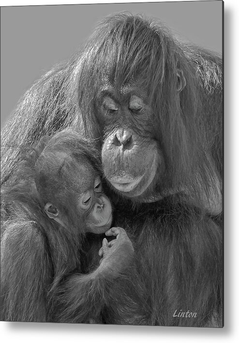 Orangutan Metal Print featuring the photograph Motherhood 10 by Larry Linton