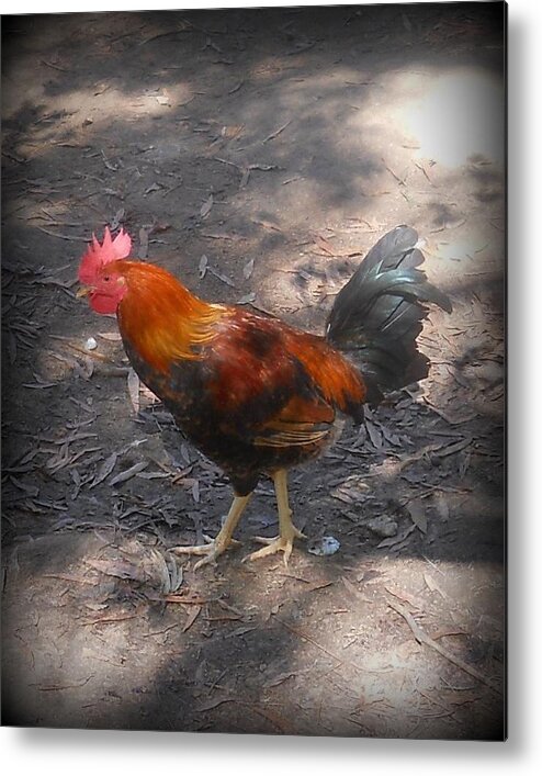 Poultry Metal Print featuring the photograph Mr. Rooster by Adam Coleman