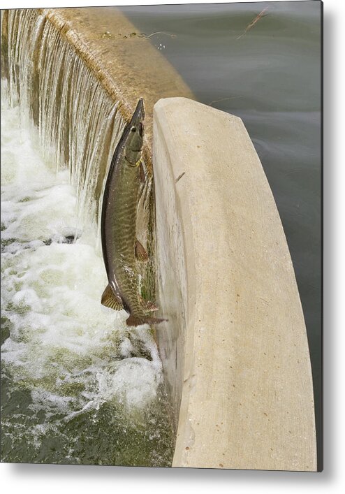 Muskie Metal Print featuring the photograph Muskie 3 - Lake Wingra - Madison - Wisconsin by Steven Ralser