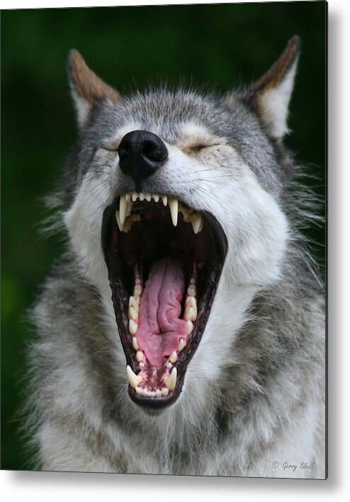 Nature Metal Print featuring the photograph My What Big Teeth You Have Grandma by Gerry Sibell