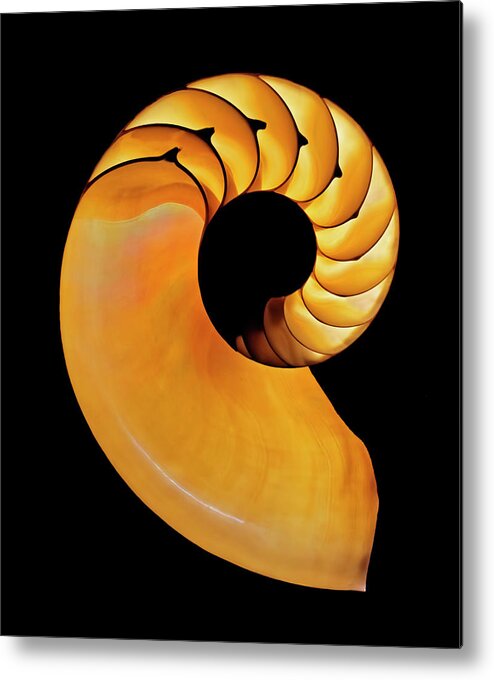Nautilus Metal Print featuring the photograph Nautilus by Wes and Dotty Weber