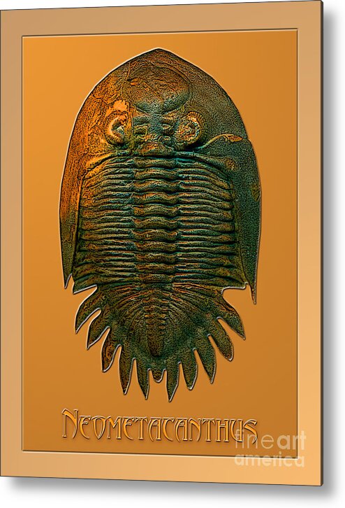 Trilobite Fossil Ancient Colorful Exotic Paleontology Marine Prehistoric Unique Cool Awesome Metal Print featuring the photograph Neometacanthus fossil trilobite by Melissa A Benson