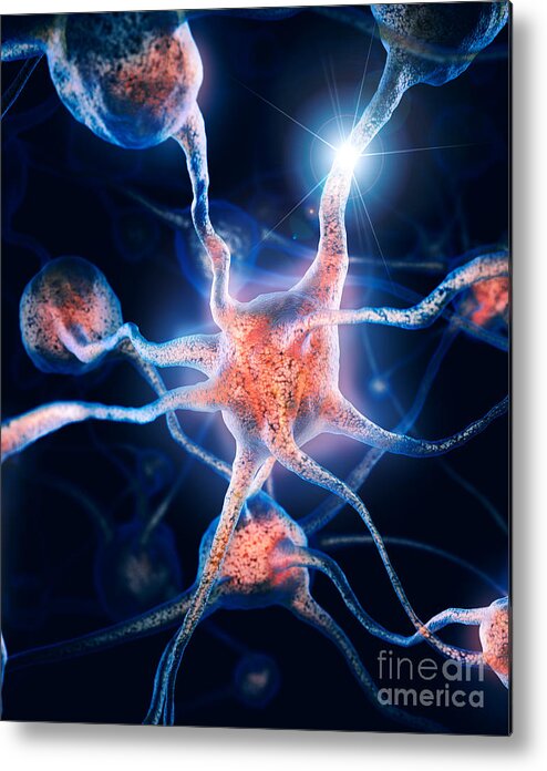 Neurons Metal Print featuring the photograph Neurons and neural connections by Maxim Images Exquisite Prints