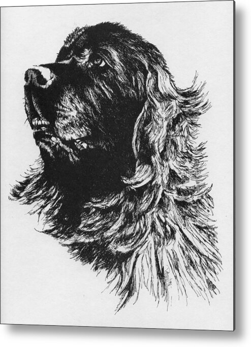 Newfoundland Dog Headstudy Metal Print featuring the drawing Newfoundland Headstudy by Patrice Clarkson