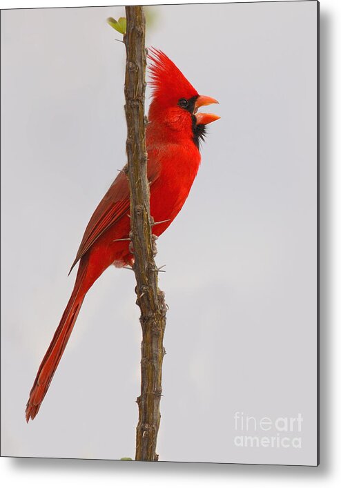 Northern Cardinal Metal Print featuring the photograph Northern Cardinal Proclaiming Spring Territory by Max Allen