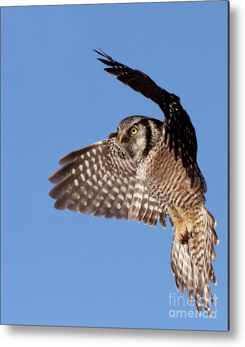 Animal Metal Print featuring the photograph Northern Hawk Owl by Mircea Costina Photography