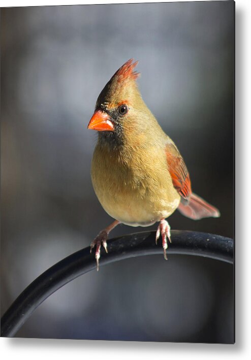 Cardinal Metal Print featuring the photograph One of Many by Ben Shields